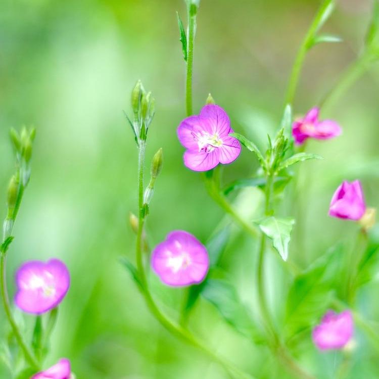 Este Primrose magok