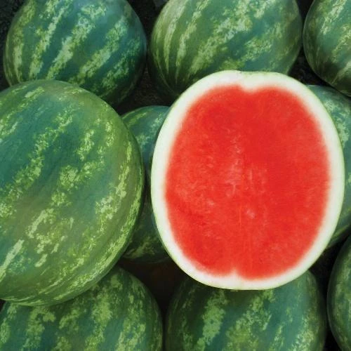 Green Striped Hybrid Triploid Seedless Watermelon WA-T39 2