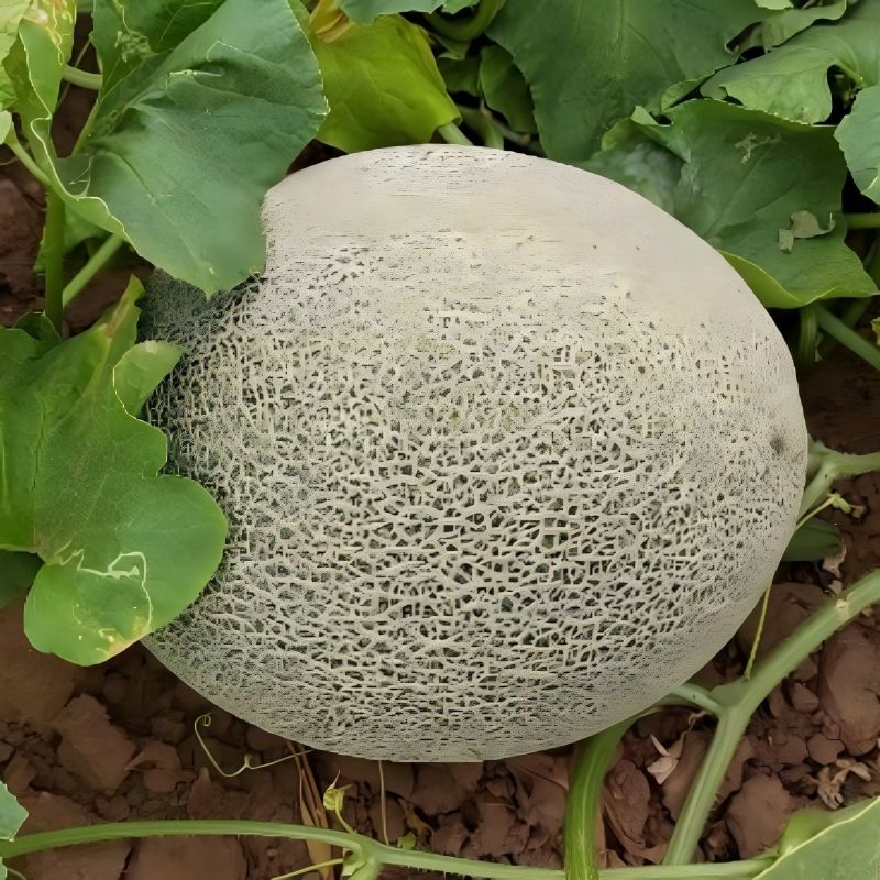 Semillas De Melón De Forma Ovalada Alargada ME-110G
