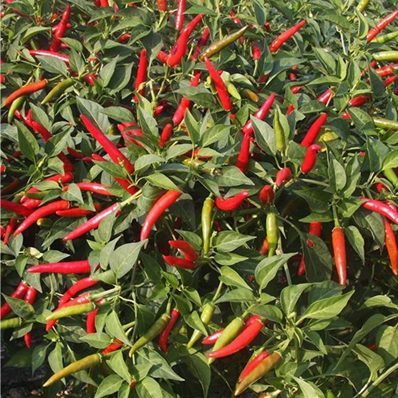 Super Hot Chili Seeds factory